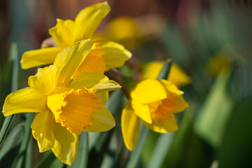 Narcissus flowers. Beautiful yellow daffodils on a green background. Yellow Easter blooming narcissus flowers, spring flower banner. Beautiful Panoramic Spring Background With Daffodil Flowers