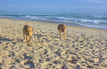 perros corriendo por la orilla de la playa