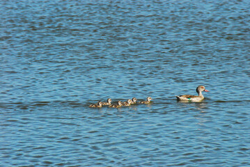 BIRDS- Africa- A Mottled Mallard Swimming With Her Chicks