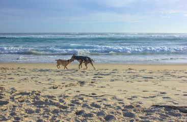 perros jugando en la playa