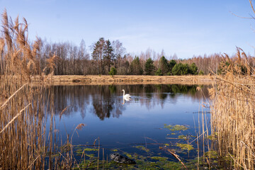 a lone swan swims on the lake looking through the coastal vegetation