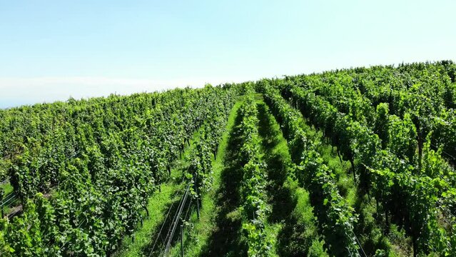 Aerial camera fly over top of small hill with rows of vineyards and we see Turckheim town on plain. Lush green grapevine bushes seen all around, summer time at Alsace, wine-making region of France