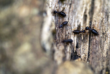 The soldier termites of wood eaters.