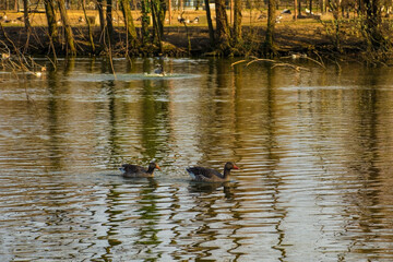 Ducks swimming a lake in a nature reserve in Udine province, Friuli-Venezia Giulia, north east Italy
