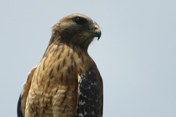 Red tailed hawk on blue sky background, closeup