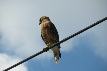 Red tailed hawk on the wires against blue sky background
