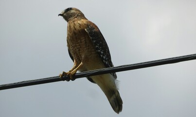 Red tailed hawk on the wires