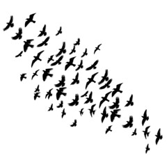 Obraz premium flying birds silhouette, isolated on white background vector