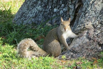 Gray american squirrel in Florida park, closeup