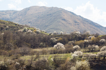 Spring in the mountains of Chechnya.