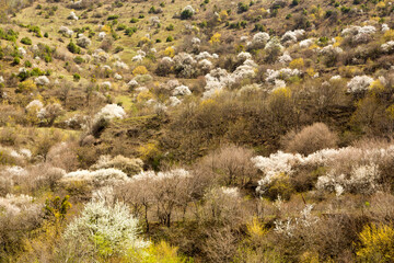 Fototapeta na wymiar Spring in the mountains of Chechnya.