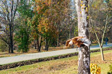 A stuffed eagle in a tree at Botanic Garden, Iasi, Romania