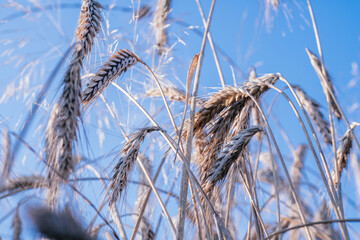 Rural scenery of dry ripe rye spikelets of meadow field against bright blue sky in summer. Agriculture, organic and healthy food production, harvest concept. Selective focus, bottom view, close up