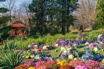 Colorful chrysanthemums and decorative cabbage at Botanic Garden, Iasi, Romania