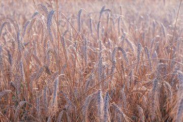 Fototapeta premium Rural scenery of dry ripe rye spicas of meadow field in sunny summer. Agriculture, organic food production, harvest, healthy food, botany, nature, wallpaper concept. Soft focus, copy space