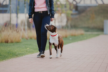 American staffordshire terrier dog playing on an autumn walk