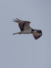 osprey in flight