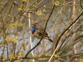 Bluethroat on branch