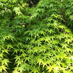 Fresh, dazzling, new green leaves all around. Early summer is full of sparkling energy.
