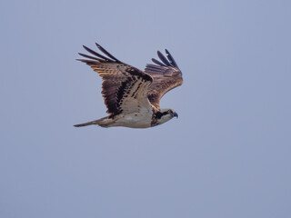 osprey in flight