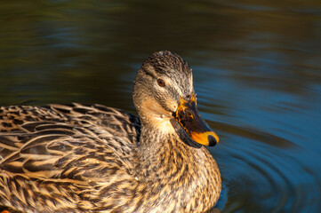 Fototapeta premium duck on the water