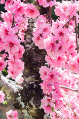 満開の枝垂れ桃の花