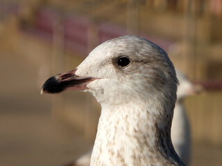 close up of a the head of a juvenile herring gull sitting on the steps in the promenade area of blackpool