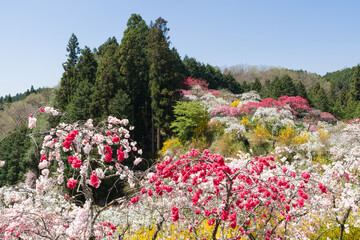 満開の枝垂れ桃の花の咲く丘