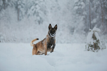 Fototapeta na wymiar Belgian Shepherd Dog (Malinois dog) in winter. Snowing background. Winter forest