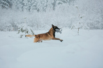 Fototapeta na wymiar Belgian Shepherd Dog (Malinois dog) in winter. Snowing background. Winter forest