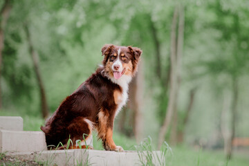 Dog breed Australian Shepherd in nature