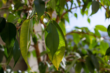 Green leaves of house plant on windowsill