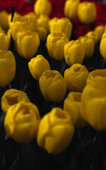 Yellow Tulips