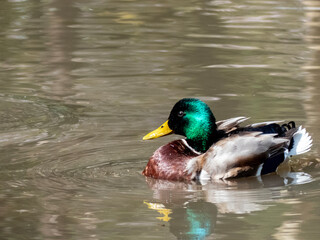 マガモのダンス