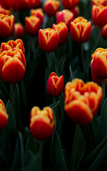 Tulip