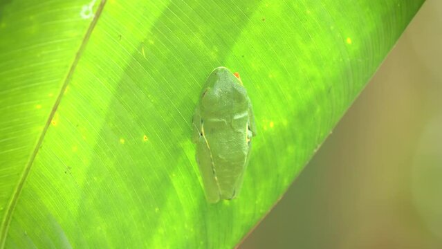 an overhead view of a red-eyed tree frog asleep on the underside of a leaf in a garden at sarapiqui in costa rica