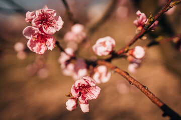 blooming peach trees