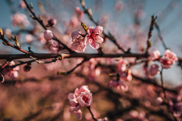 blooming peach trees