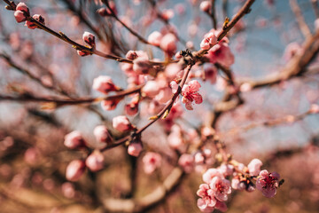 blooming peach trees