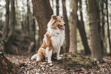 Naklejka na ściany i meble Collie Hund sable white Junghund im Wald Outdoor sitzend