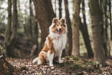Fototapeta na wymiar Collie Hund sable white Junghund im Wald Outdoor sitzend