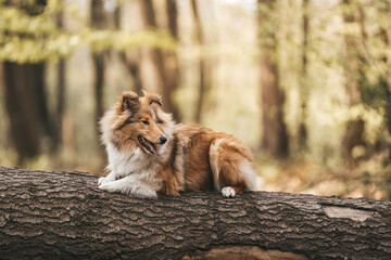 Fototapeta na wymiar Collie Langhaar britisch Hund sable white Junghund liegend im Wald Baumstamm Outdoor