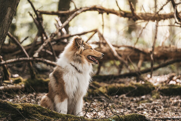 Naklejka na ściany i meble Collie Langhaar brotosch Hund sable white Junghund im Wald Outdoor sitzend