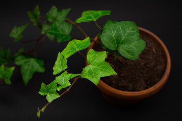 Green flower leaves on a black background