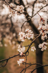 blossoming apricots