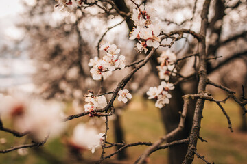 blossoming apricots