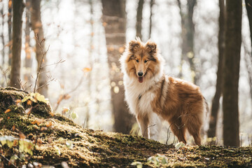 Collie Langhaar Hund sable white Junghund steht im Wald Outdoor