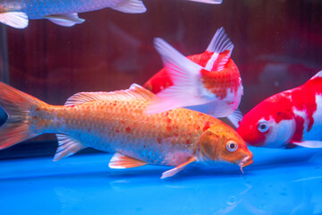 Close-up of big koi carp raised in professional fish tank