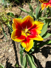 Obraz na płótnie Canvas beautiful Tulip Lilac Wonder, top view. red and yellow flower.