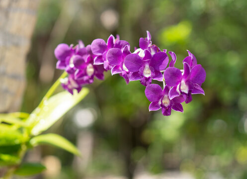 Orchids in the tropics in the Maldives